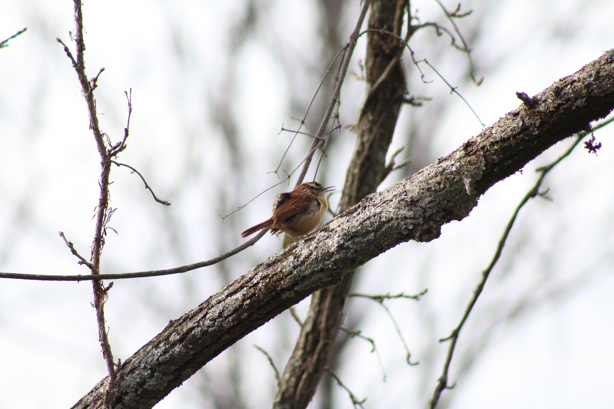 Carolina Wren - ML628553664