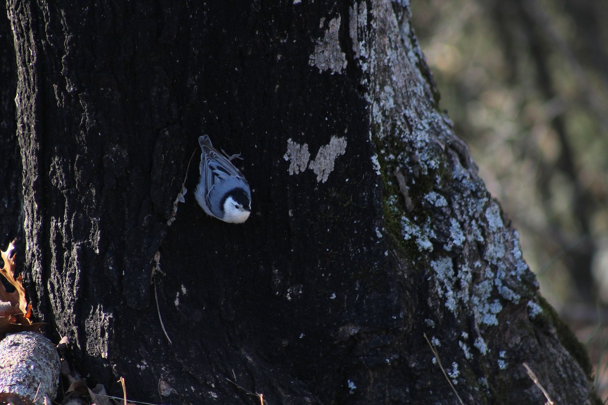 White-breasted Nuthatch - ML628553677