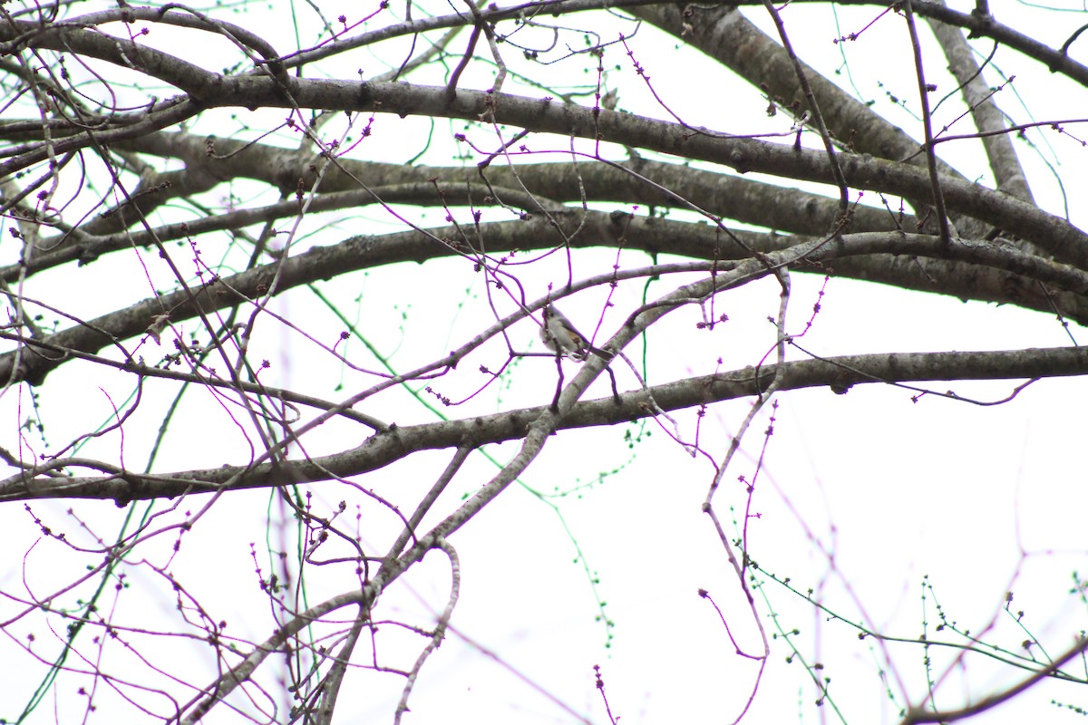 Tufted Titmouse - ML628553711