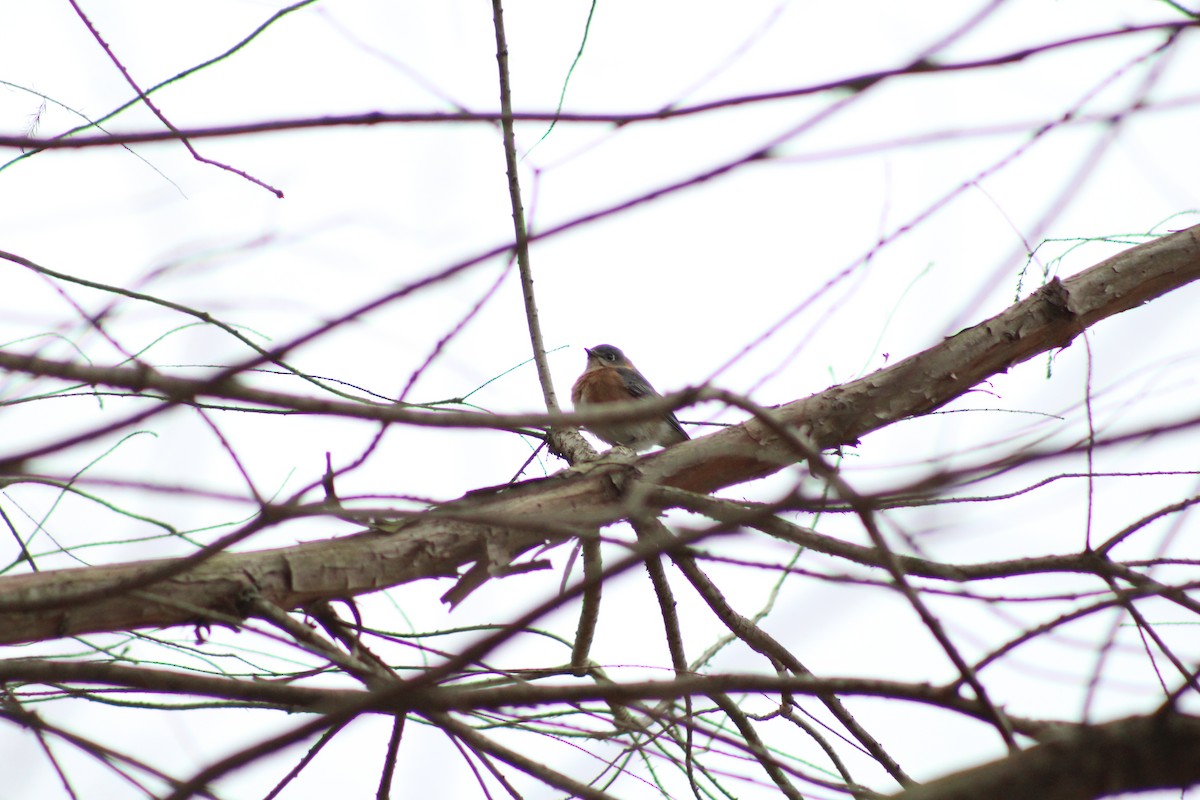 Eastern Bluebird - ML628553729