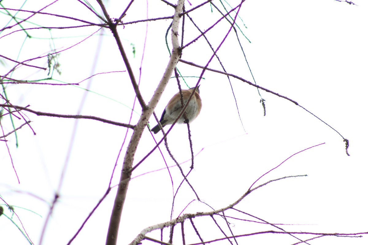Eastern Bluebird - ML628553744