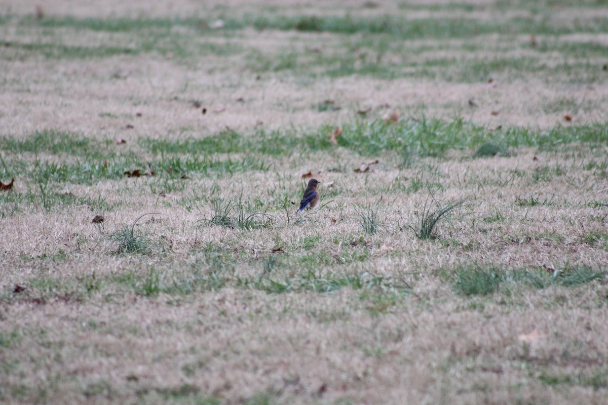Eastern Bluebird - ML628553745