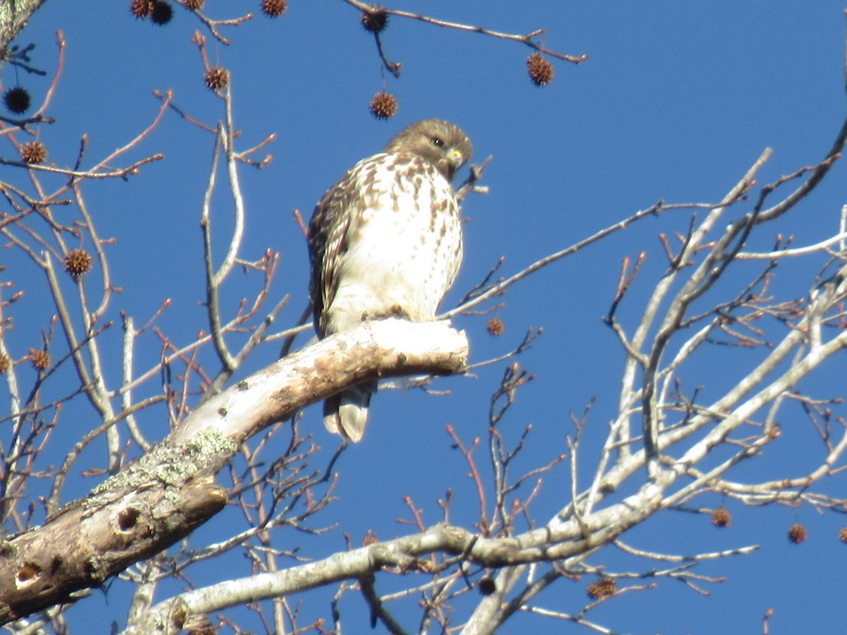 Red-shouldered Hawk - ML628553761