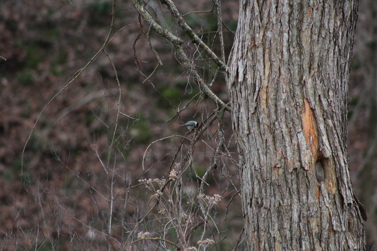 Carolina Chickadee - ML628553774