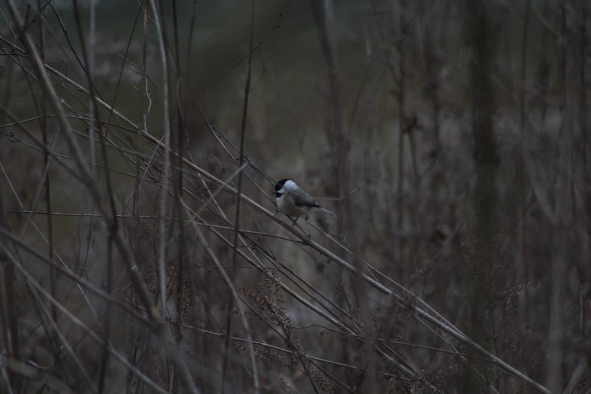 Carolina Chickadee - ML628553788