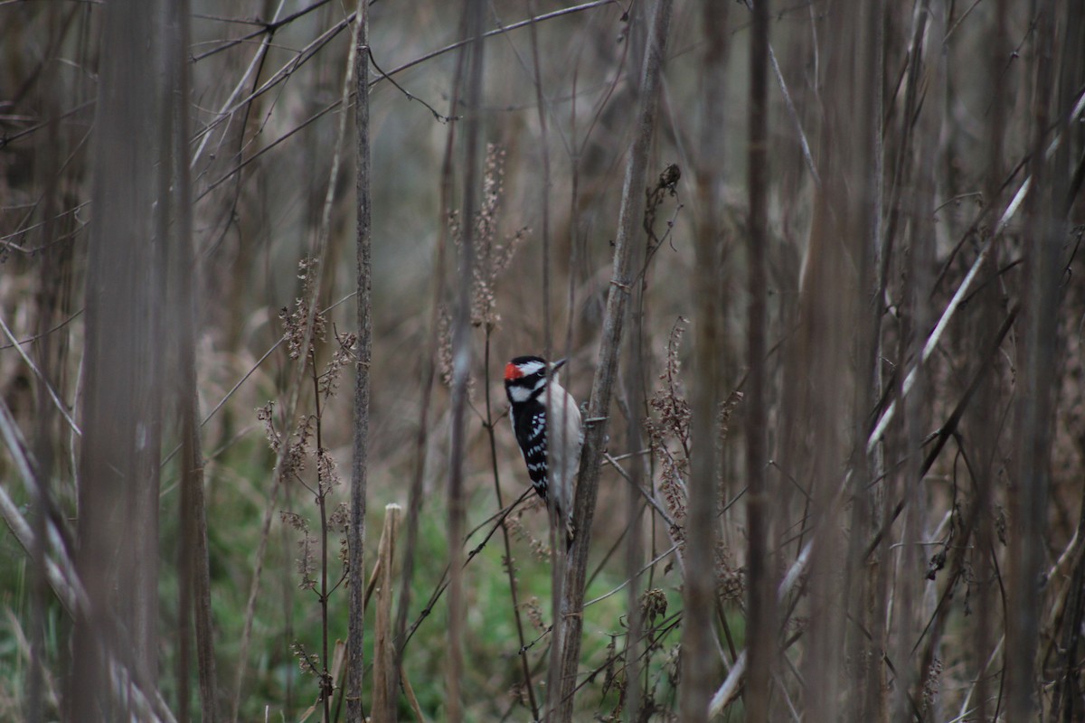 Downy Woodpecker - ML628553797