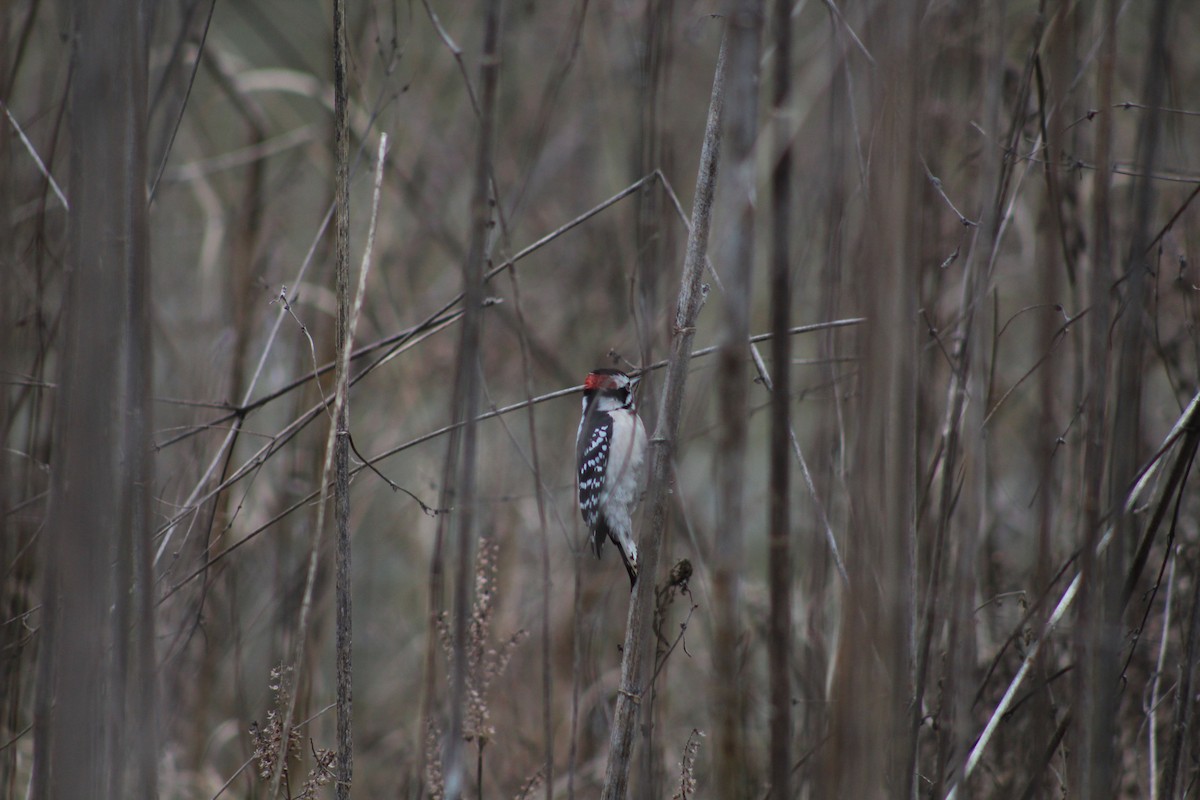 Downy Woodpecker - ML628553799