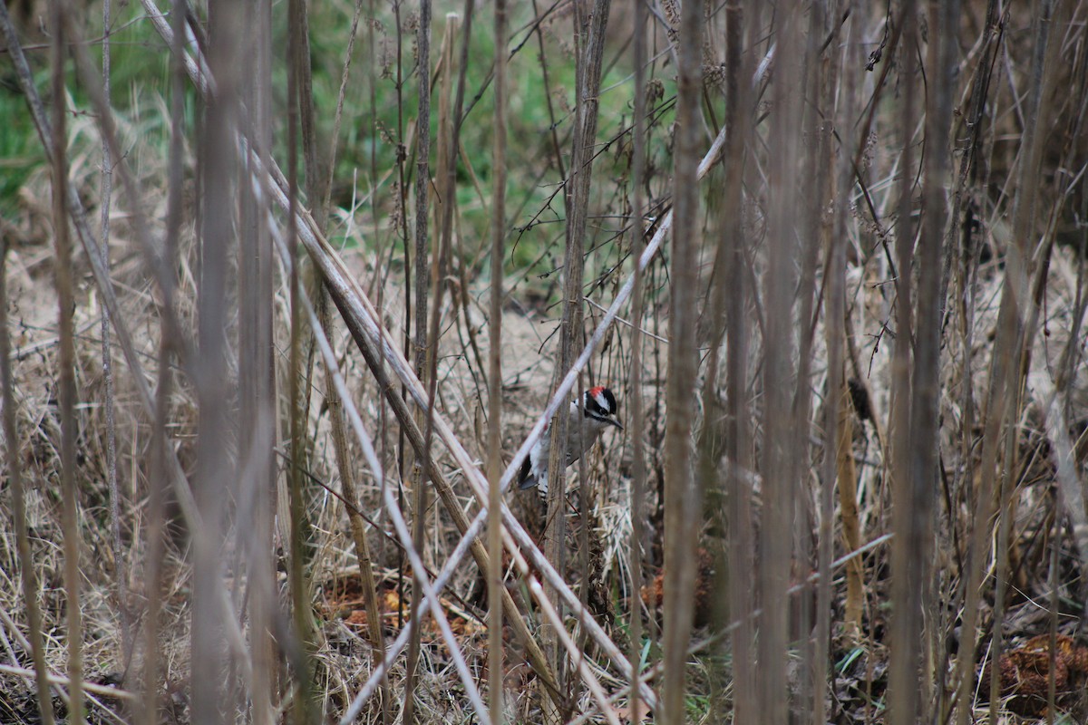 Downy Woodpecker - ML628553800