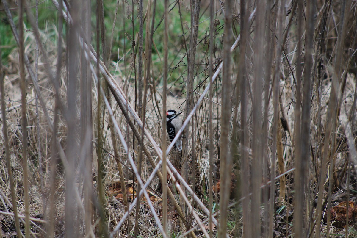 Downy Woodpecker - ML628553801