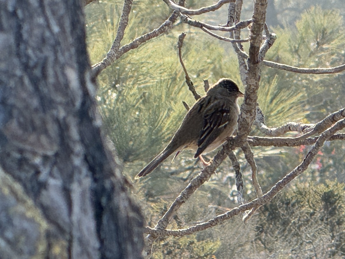 Golden-crowned Sparrow - ML628553806