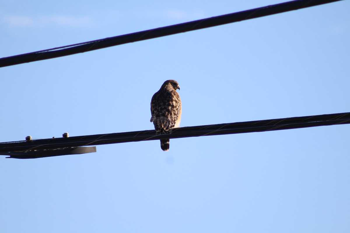 Red-shouldered Hawk - ML628553810