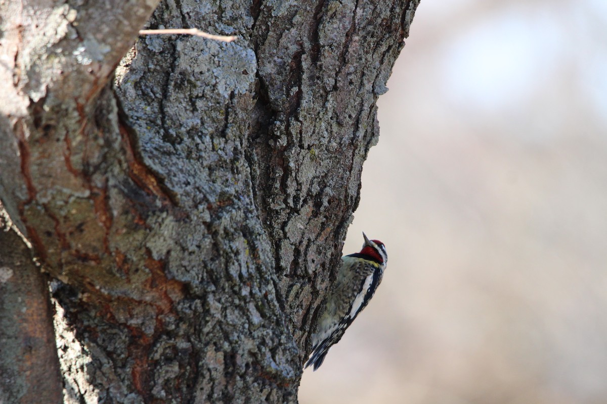 Yellow-bellied Sapsucker - ML628553811