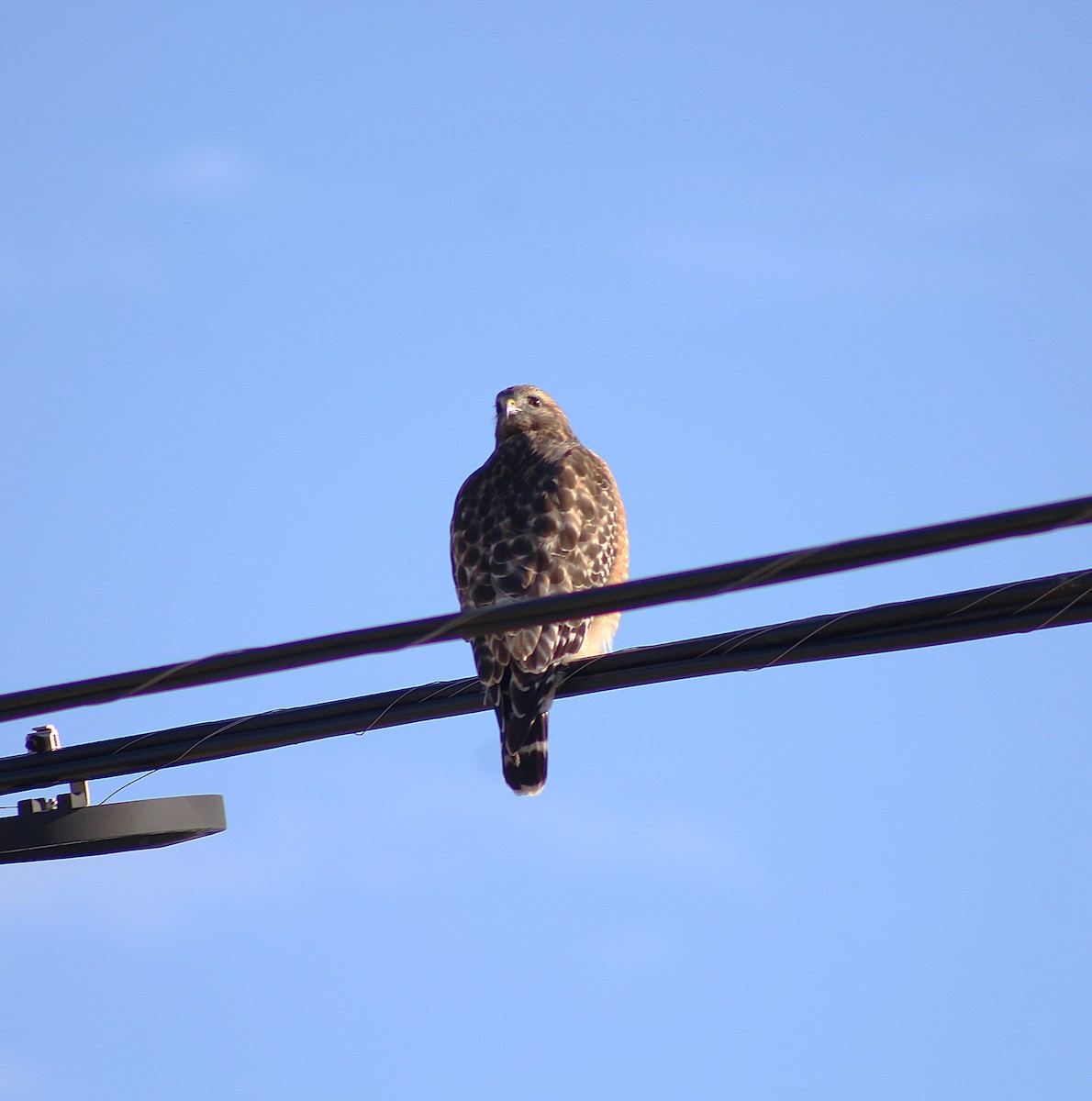 Red-shouldered Hawk - ML628553818