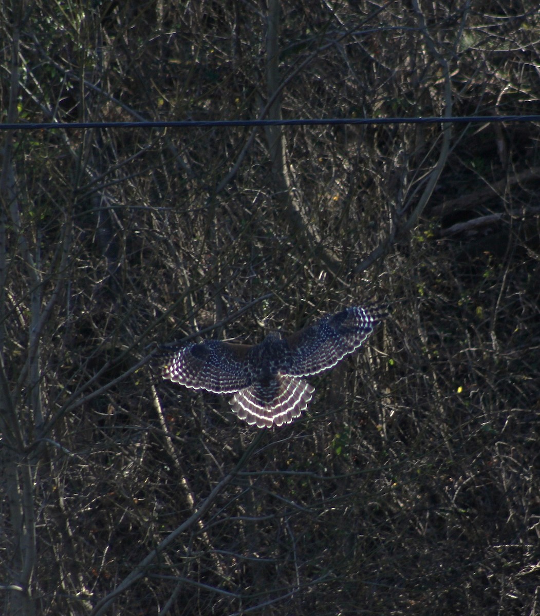 Red-shouldered Hawk - ML628553823