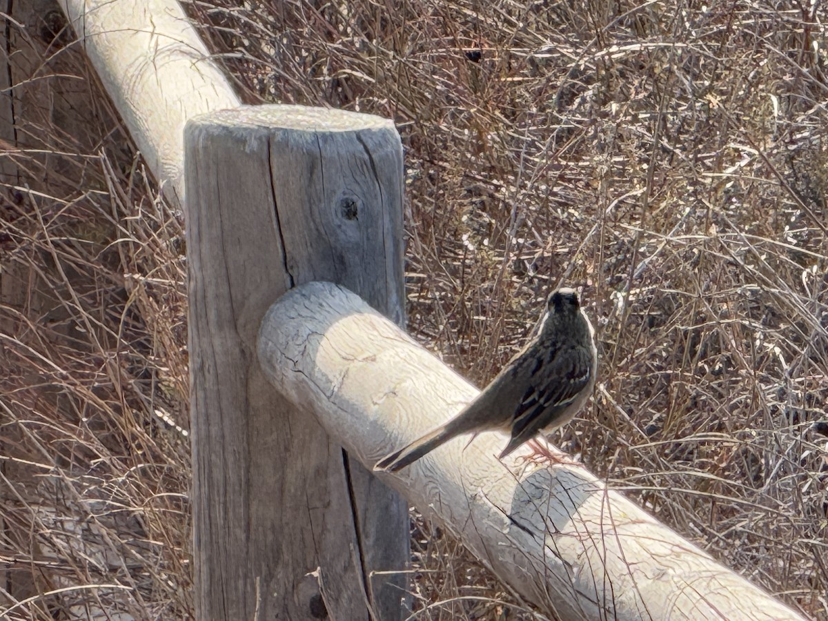 Golden-crowned Sparrow - ML628553856