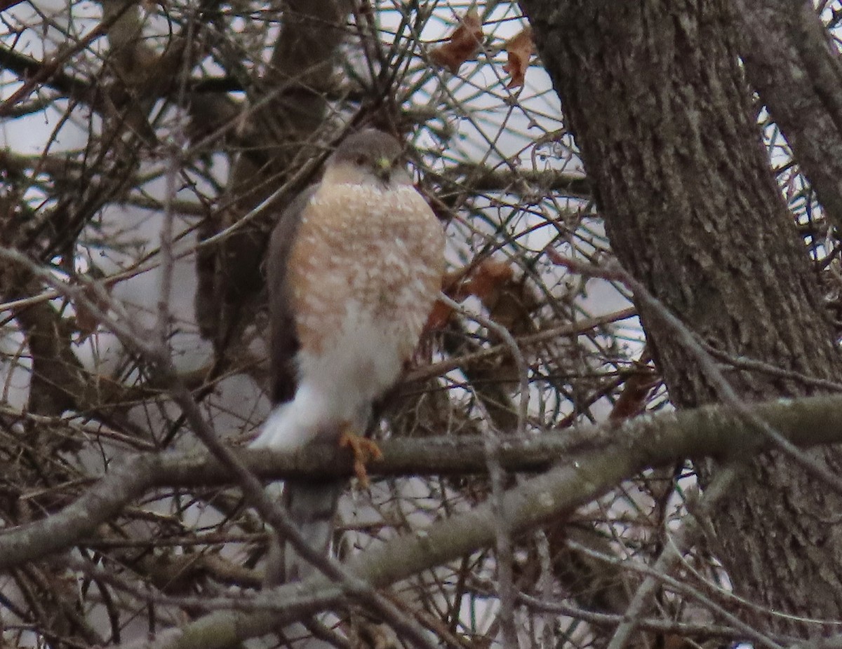 Sharp-shinned Hawk - ML628553886