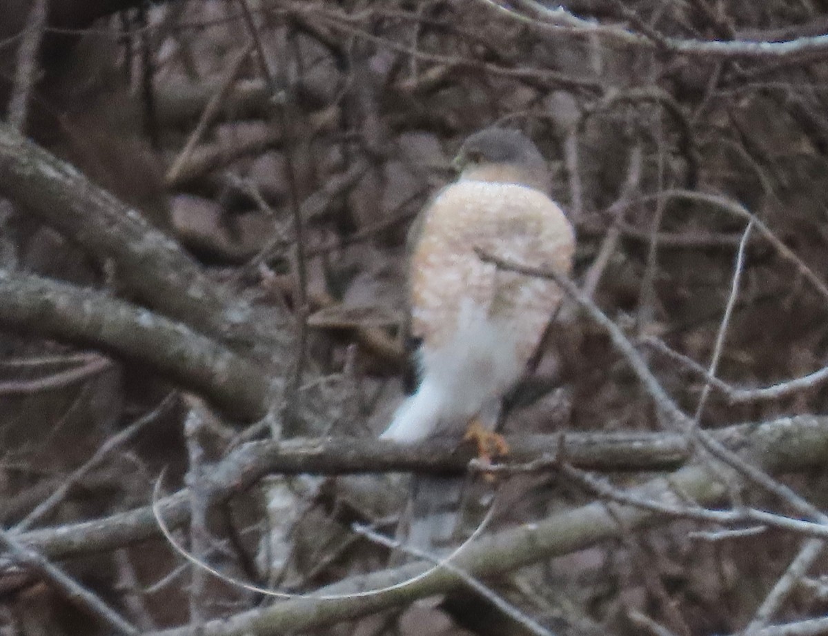 Sharp-shinned Hawk - ML628553887