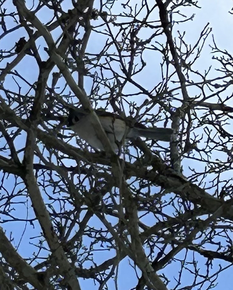 Herrerillo Bicolor - ML628553964