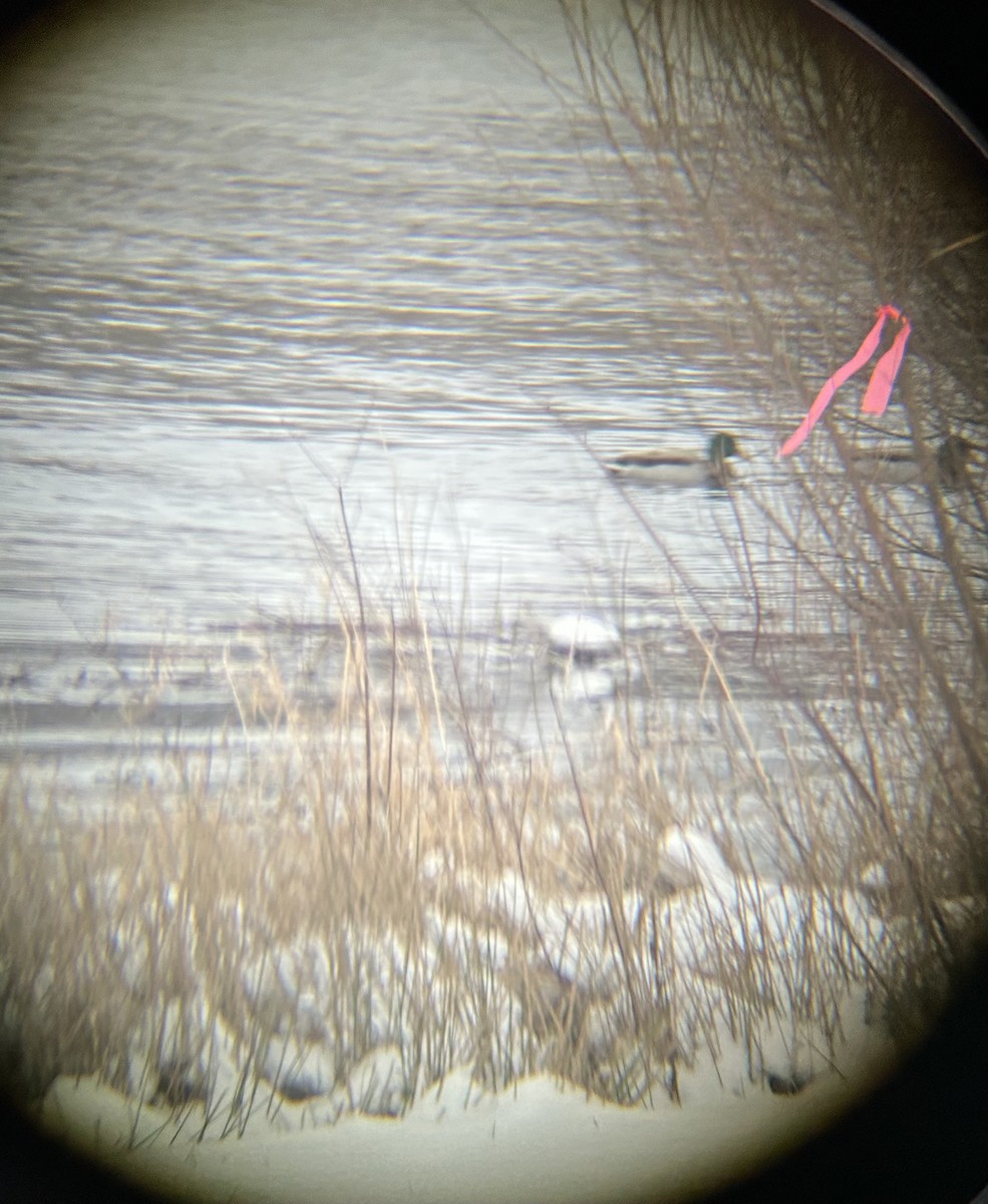 Ánade Azulón - ML628553989