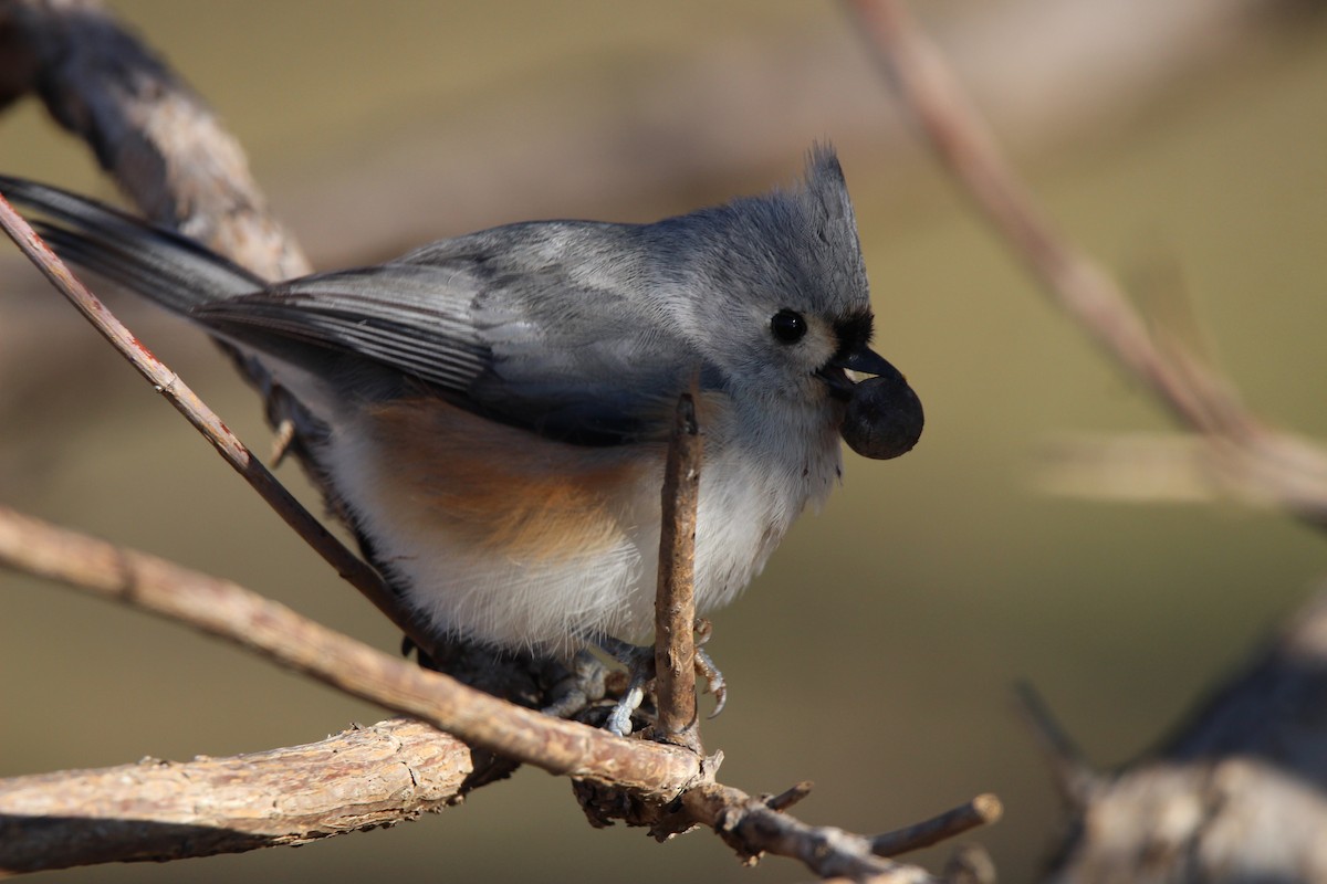 Tufted Titmouse - ML628554012