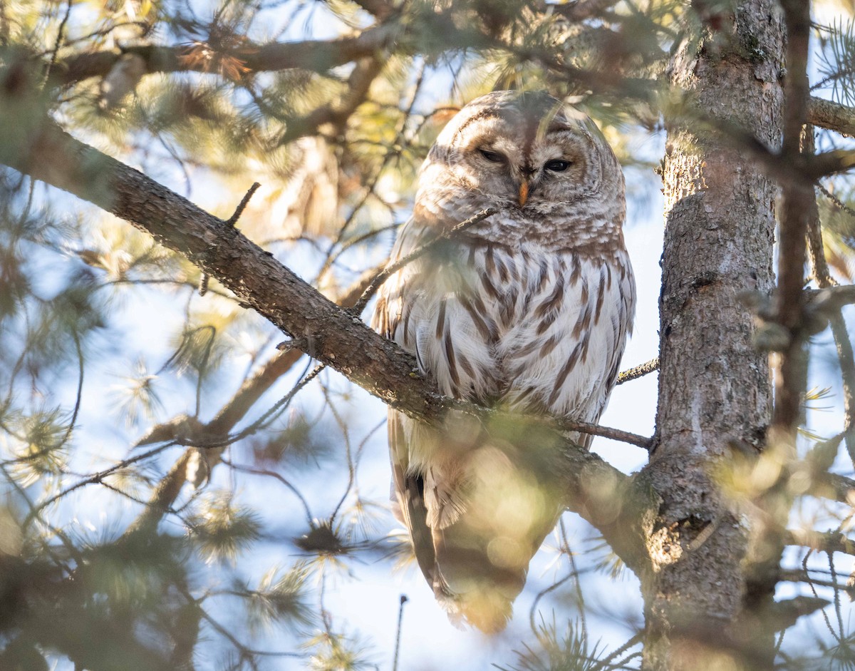 Barred Owl - ML628554049