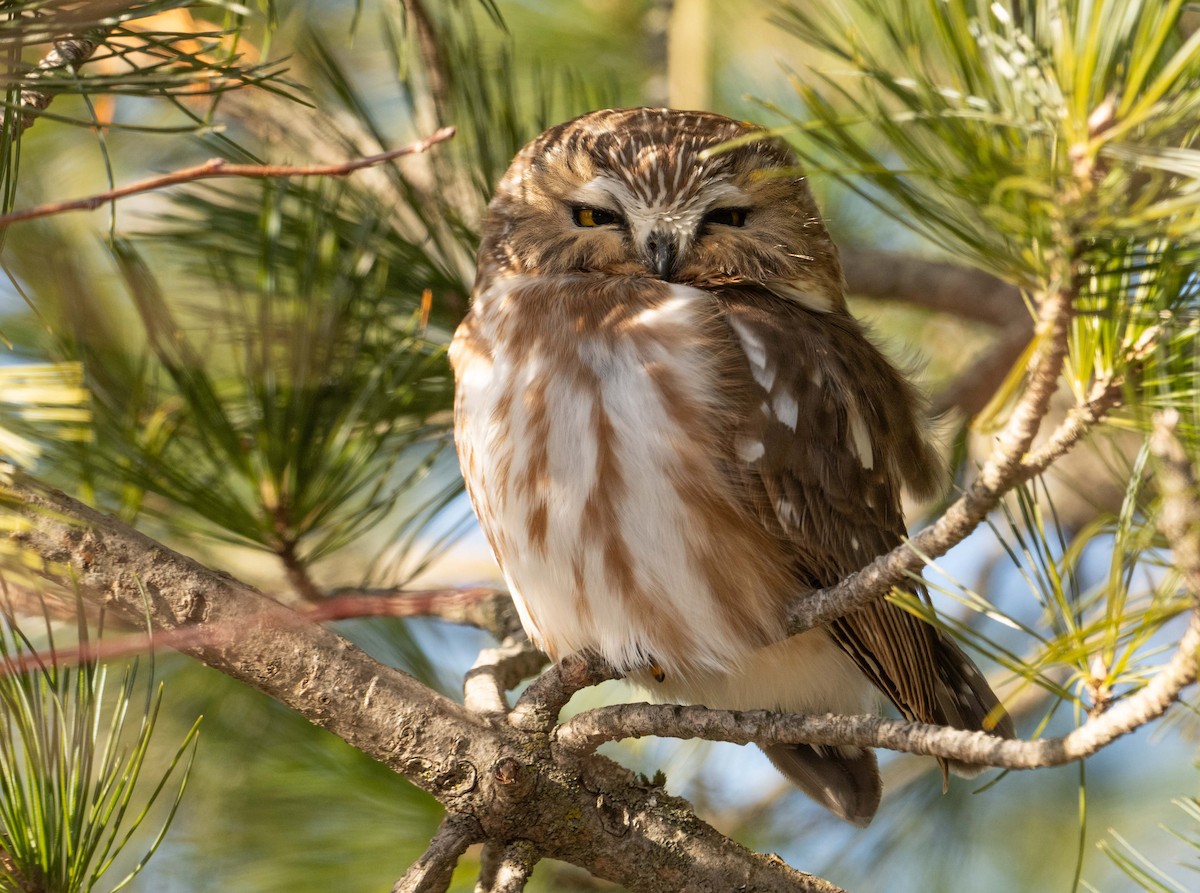 Northern Saw-whet Owl - ML628554056