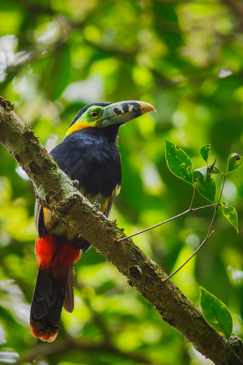 Spot-billed Toucanet - ML628554094