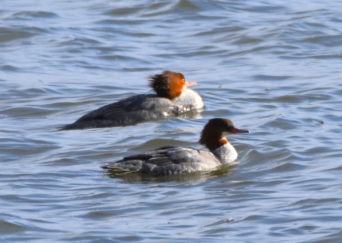 Common Merganser (North American) - ML628554110