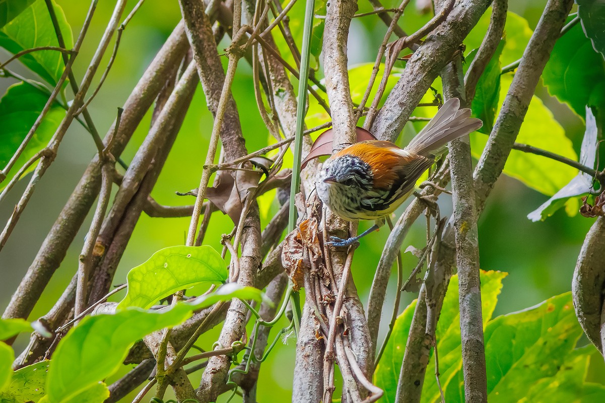 Streak-capped Antwren - ML628554125