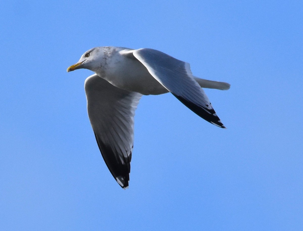 American Herring Gull - ML628554129