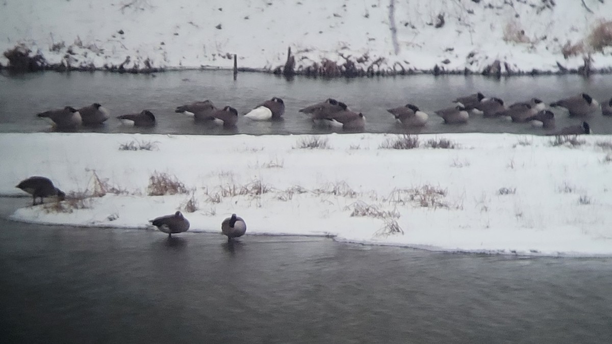 Ross's Goose - ML628554134