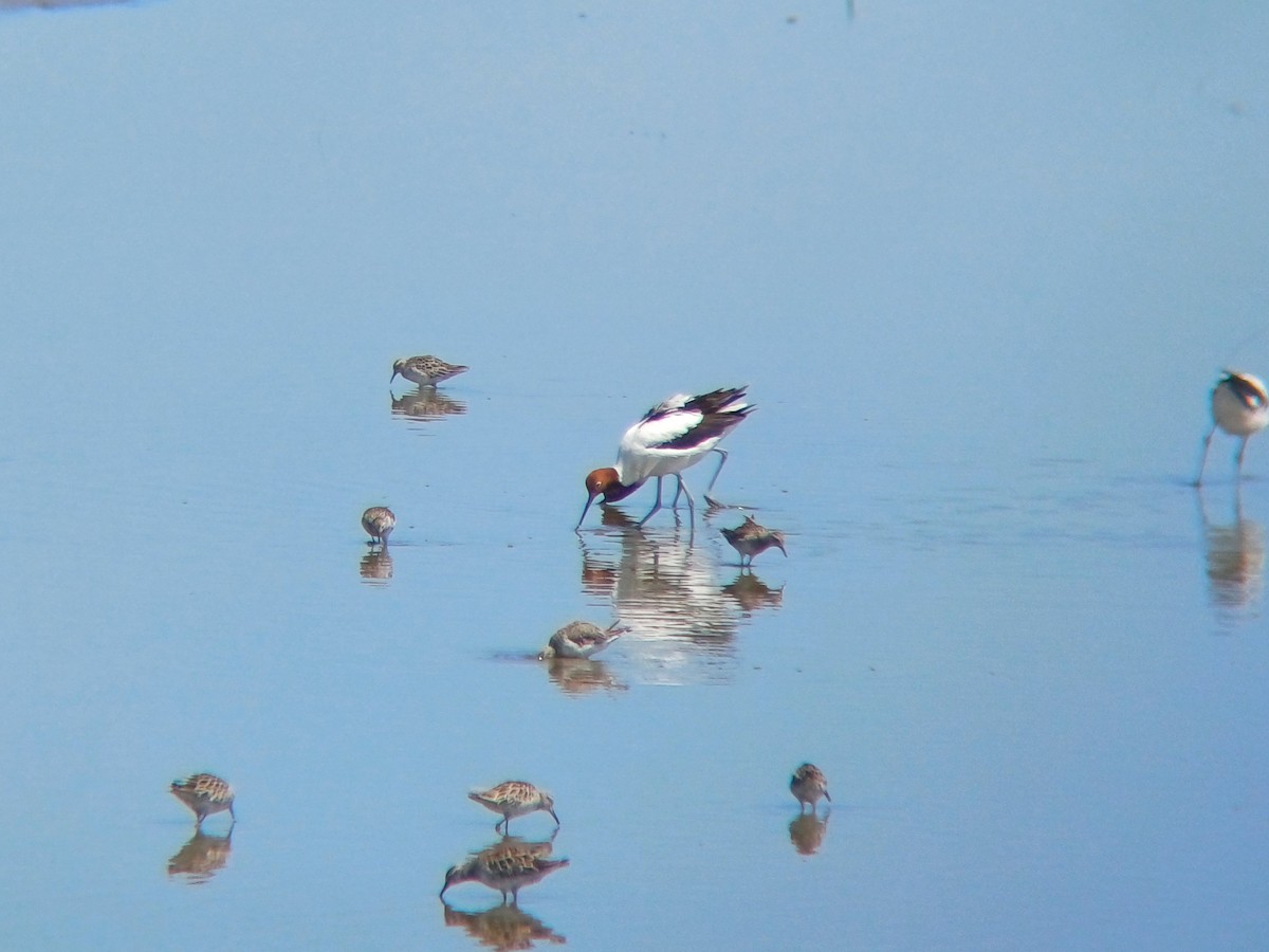 Red-necked Avocet - ML628554135