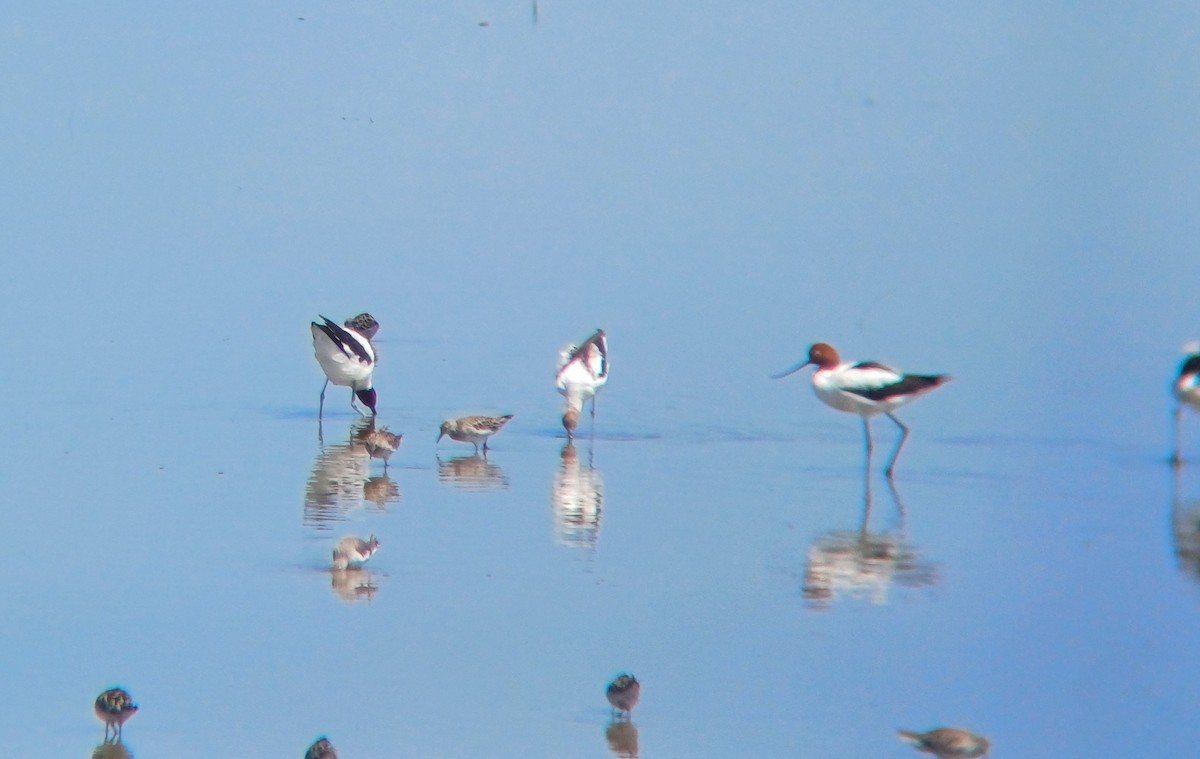 Red-necked Avocet - ML628554136