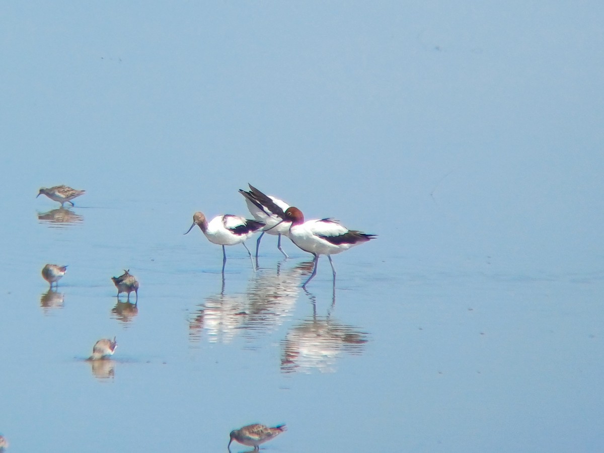 Red-necked Avocet - ML628554137