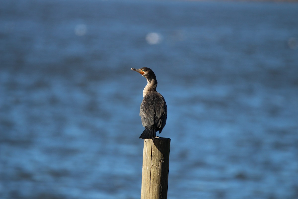 Double-crested Cormorant - ML628554222