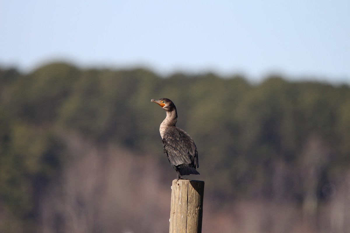 Double-crested Cormorant - ML628554265