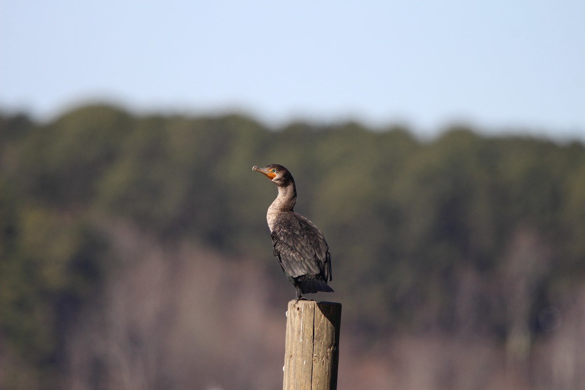 Double-crested Cormorant - ML628554265