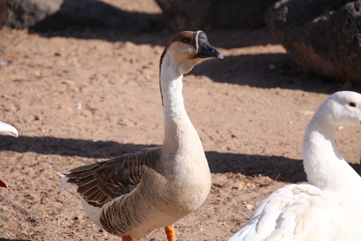 Swan Goose (Domestic type) - ML628554270