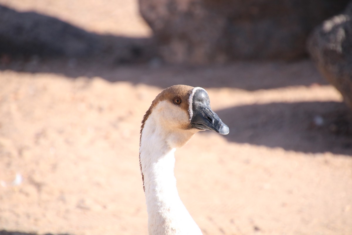 Swan Goose (Domestic type) - ML628554271