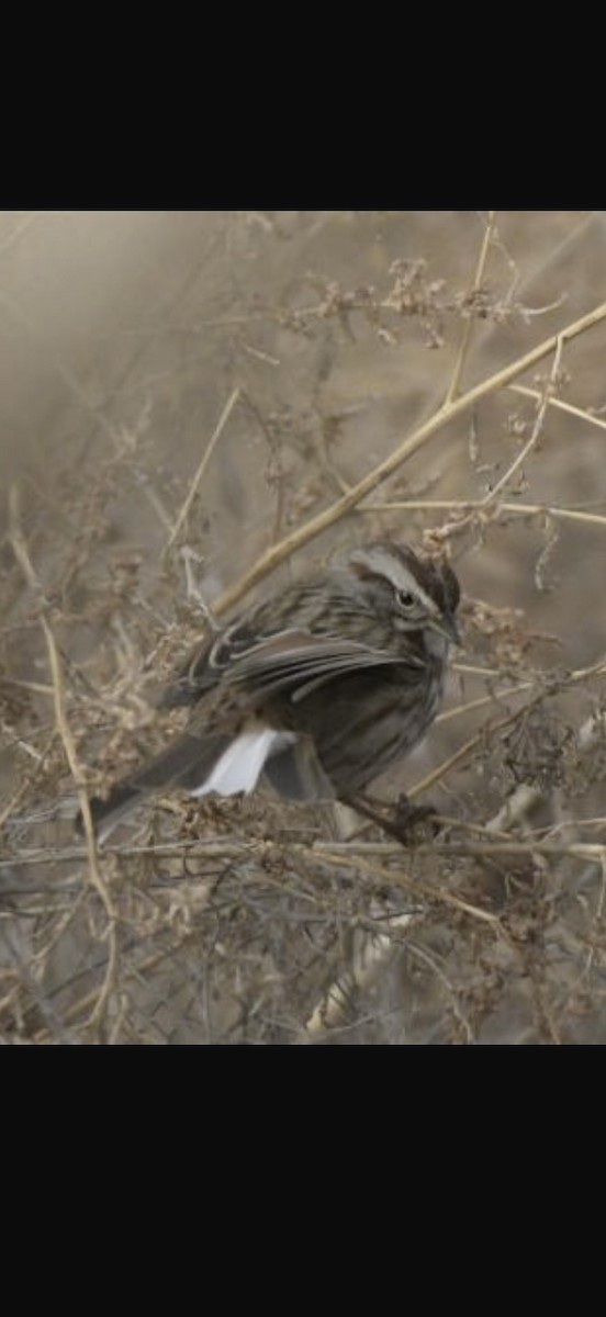 Song Sparrow - ML628554472