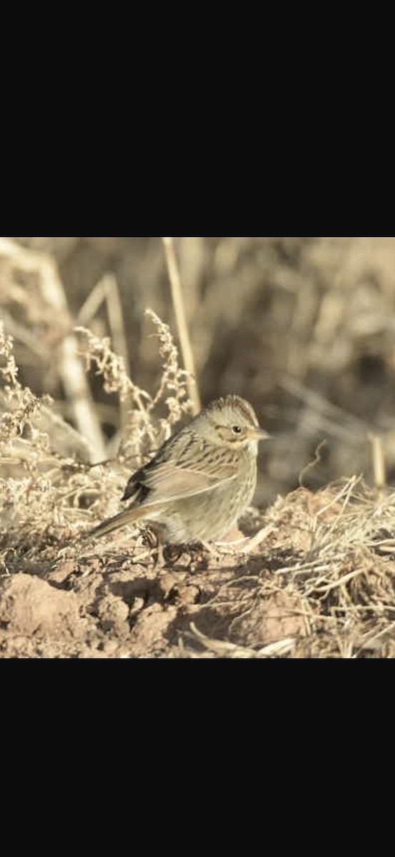 Lincoln's Sparrow - ML628554480
