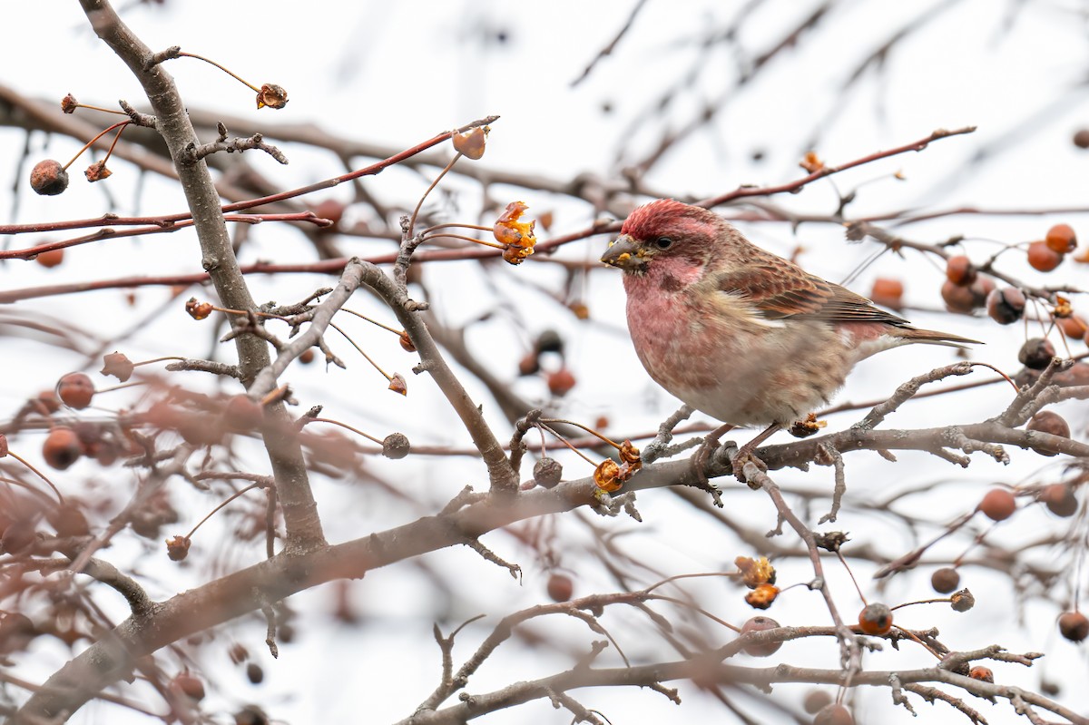 Purple Finch - ML628554543