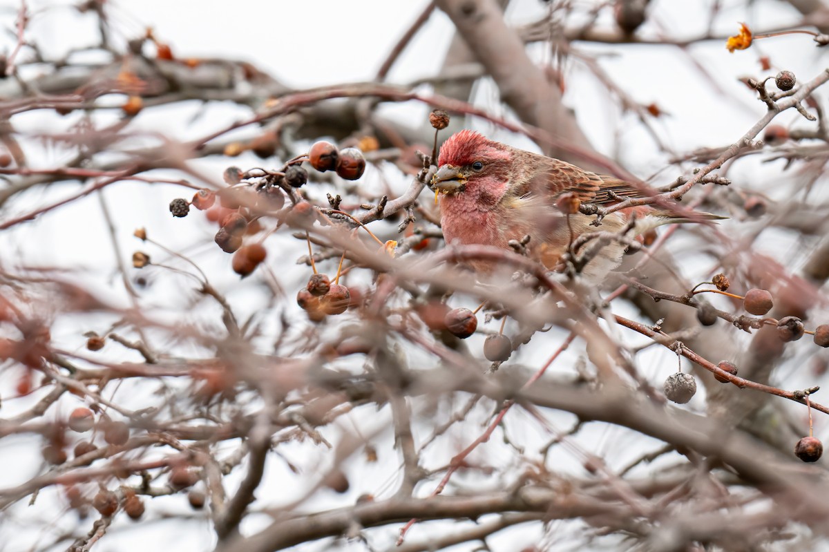 Purple Finch - ML628554544