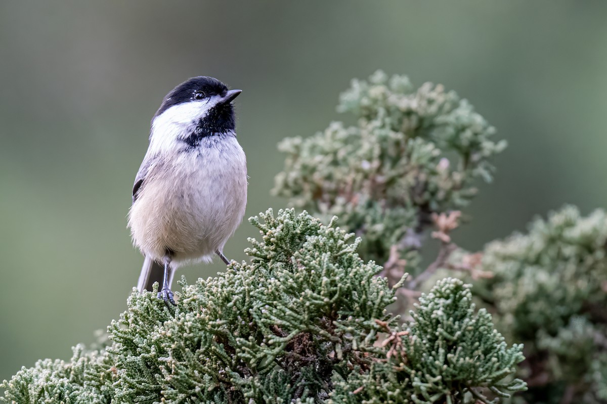Black-capped Chickadee - ML628554554