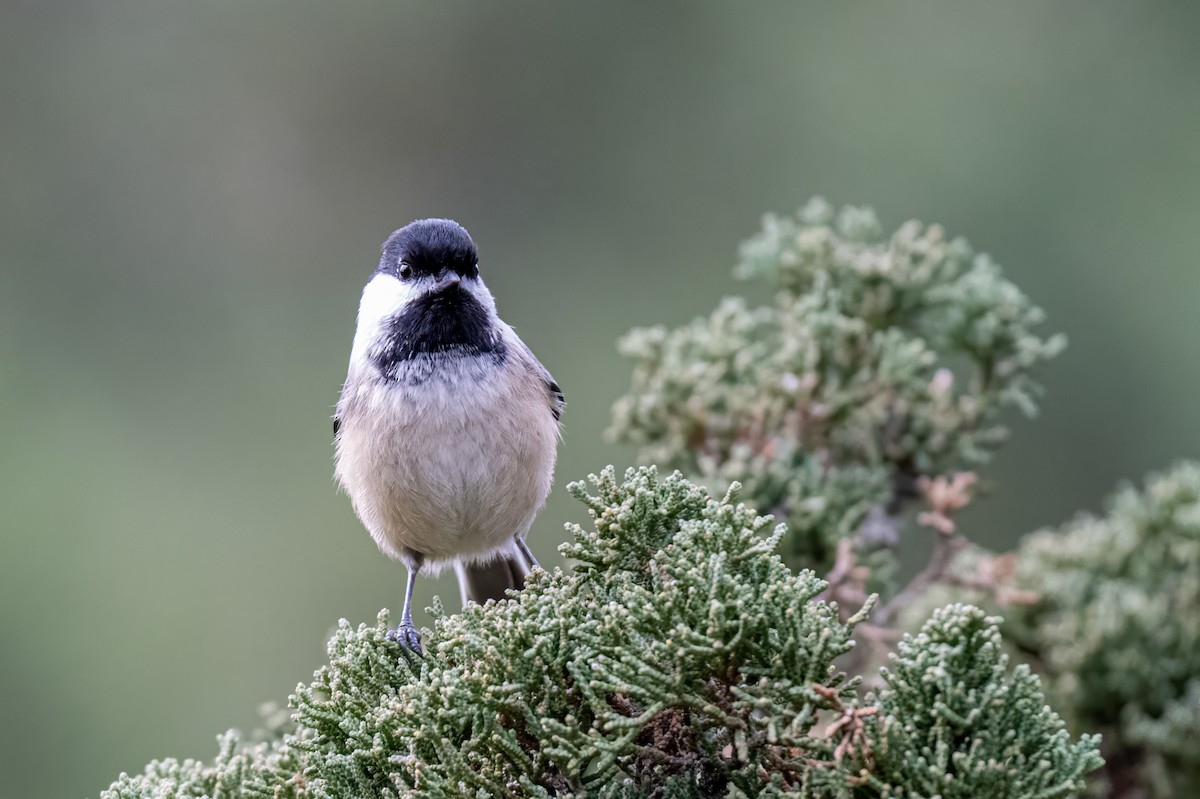 Black-capped Chickadee - ML628554555