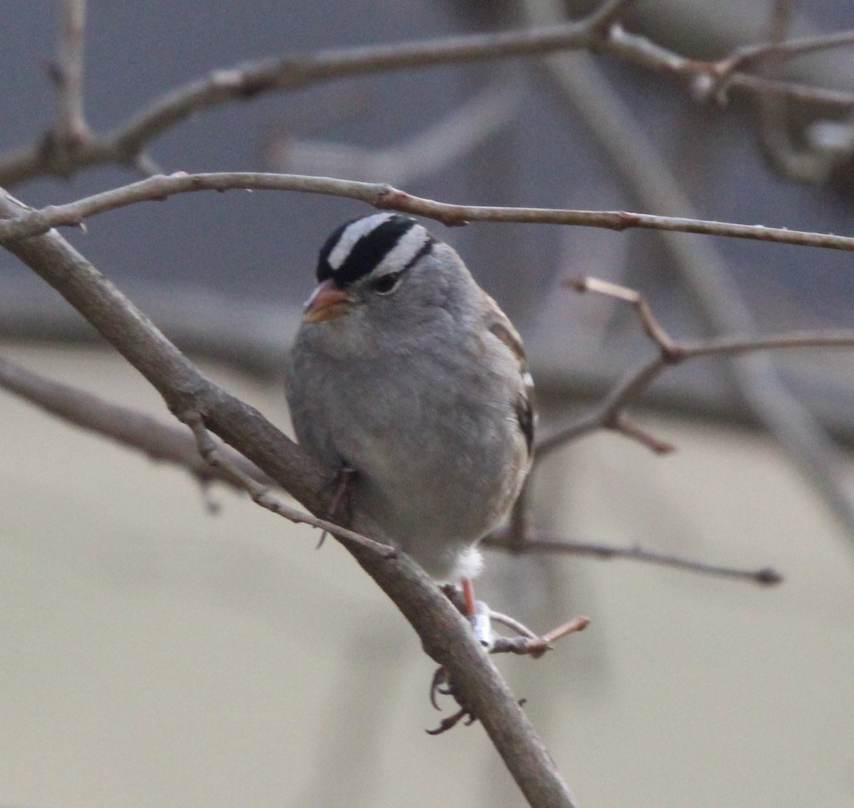 White-crowned Sparrow - ML628554567