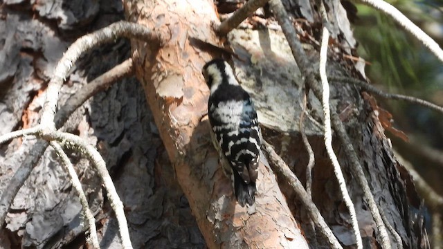 Lesser Spotted Woodpecker - ML628554658