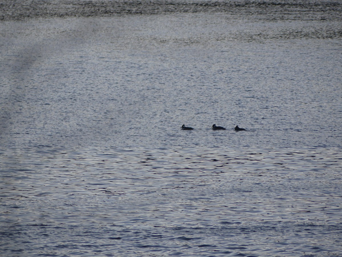 Hooded Merganser - ML628554829