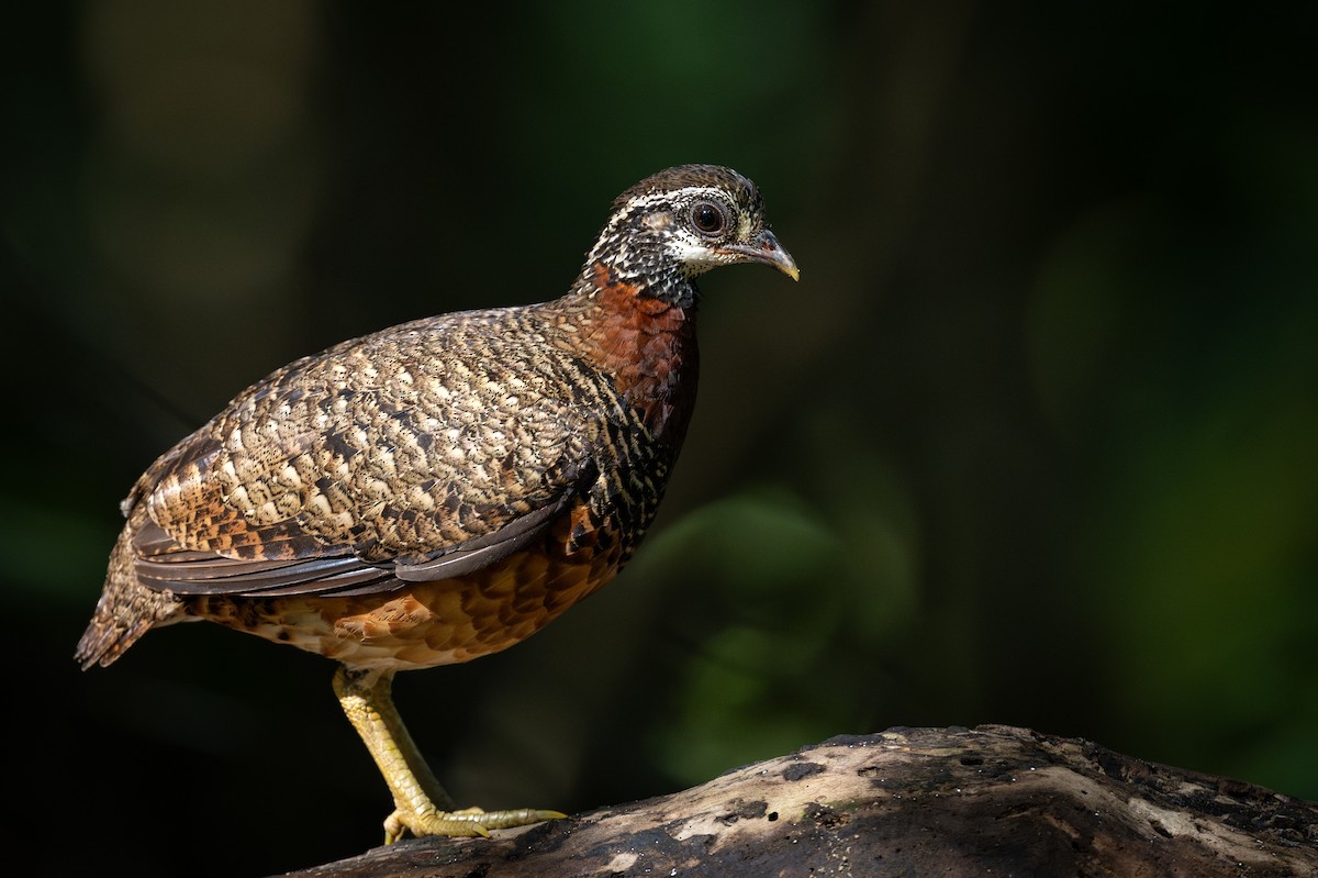 Sabah Partridge - ML628554883