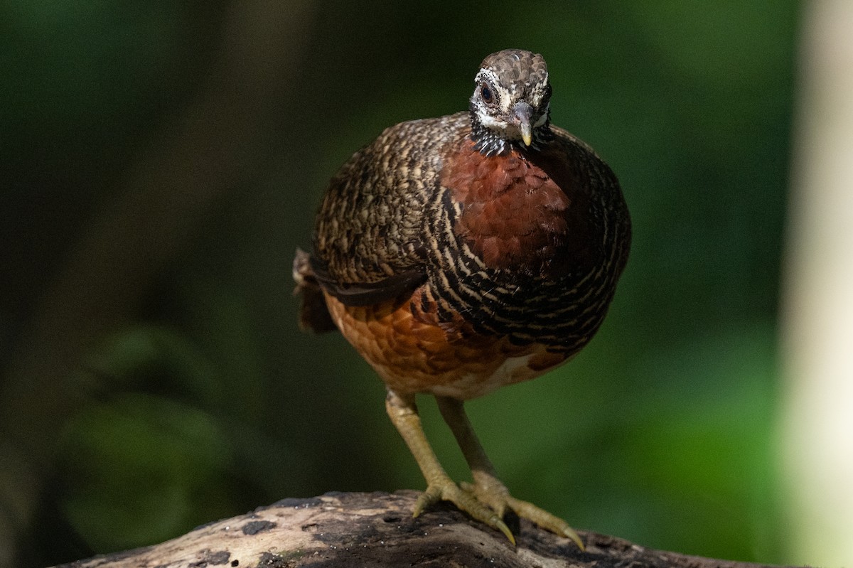 Sabah Partridge - ML628554884